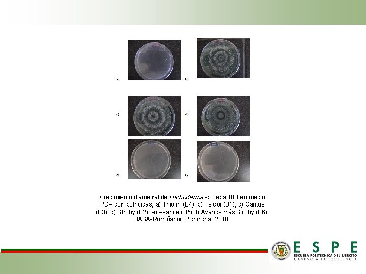 Crecimiento diametral de Trichoderma sp cepa 10 B en medio PDA con botricidas, a)