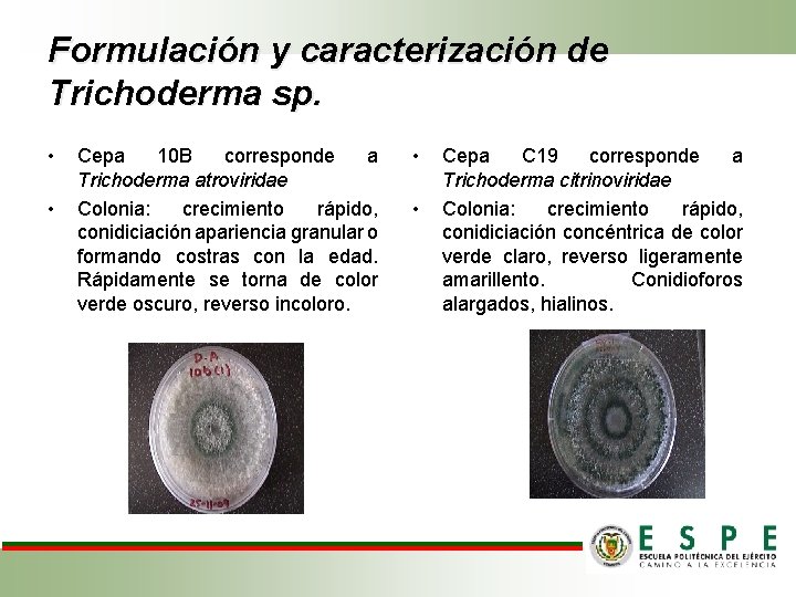 Formulación y caracterización de Trichoderma sp. • • Cepa 10 B corresponde a Trichoderma