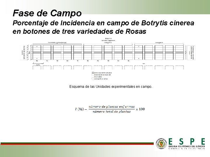 Fase de Campo Porcentaje de Incidencia en campo de Botrytis cinerea en botones de