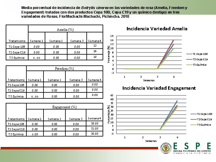 Media porcentual de incidencia de Botrytis cinerea en las variedades de rosa (Amelia, Freedom