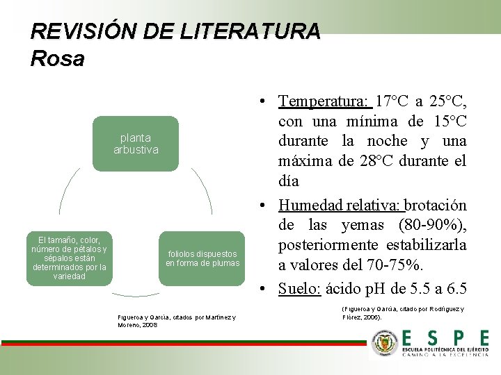 REVISIÓN DE LITERATURA Rosa planta arbustiva El tamaño, color, número de pétalos y sépalos