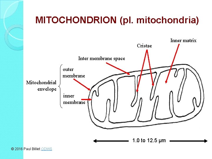 MITOCHONDRION (pl. mitochondria) Cristae Inter membrane space outer membrane Mitochondrial envelope inner membrane 1.