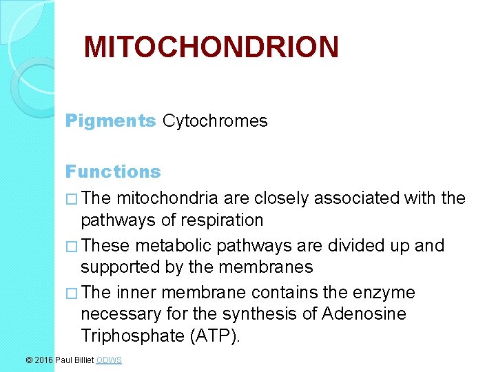 MITOCHONDRION Pigments Cytochromes Functions � The mitochondria are closely associated with the pathways of
