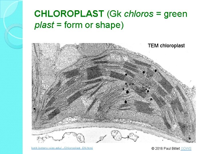 CHLOROPLAST (Gk chloros = green plast = form or shape) TEM chloroplast botit. botany.