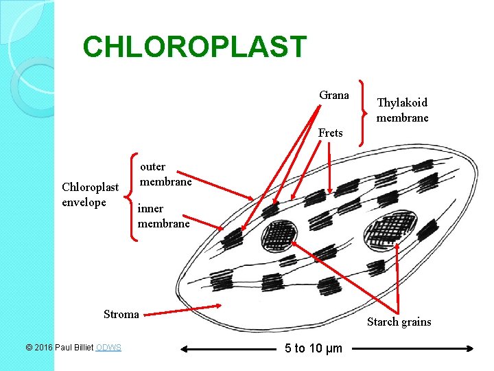 CHLOROPLAST Grana Thylakoid membrane Frets Chloroplast envelope outer membrane inner membrane Stroma © 2016