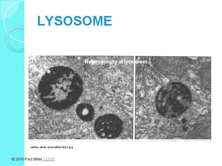 LYSOSOME cellbio. utmb. edu/cellbio/lys 2. jpg © 2016 Paul Billiet ODWS 