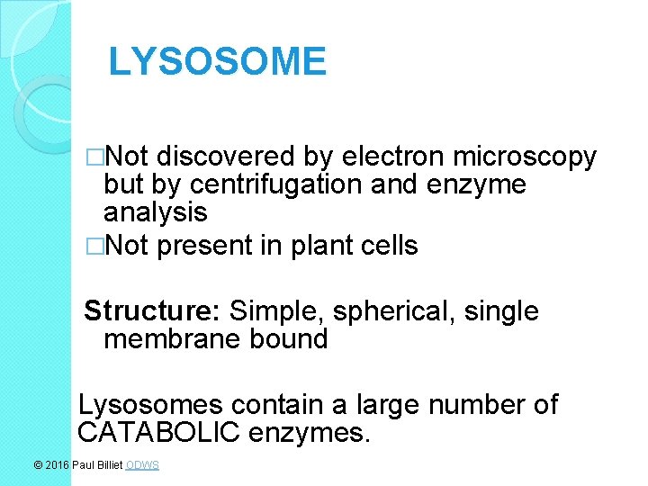 LYSOSOME �Not discovered by electron microscopy but by centrifugation and enzyme analysis �Not present