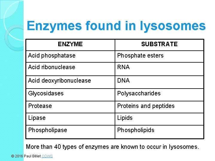 Enzymes found in lysosomes ENZYME SUBSTRATE Acid phosphatase Phosphate esters Acid ribonuclease RNA Acid
