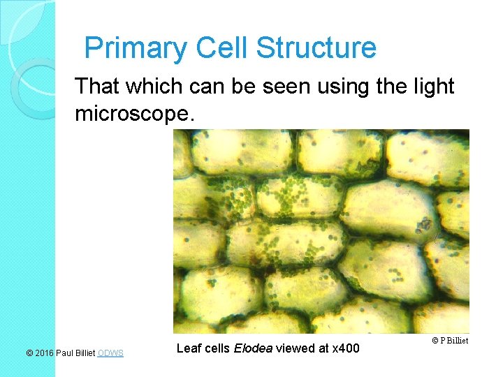 Primary Cell Structure That which can be seen using the light microscope. © 2016