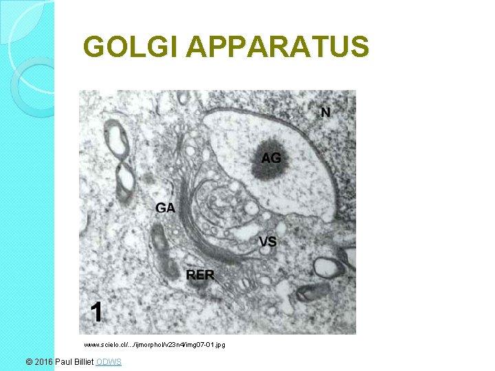 GOLGI APPARATUS www. scielo. cl/. . . /ijmorphol/v 23 n 4/img 07 -01. jpg