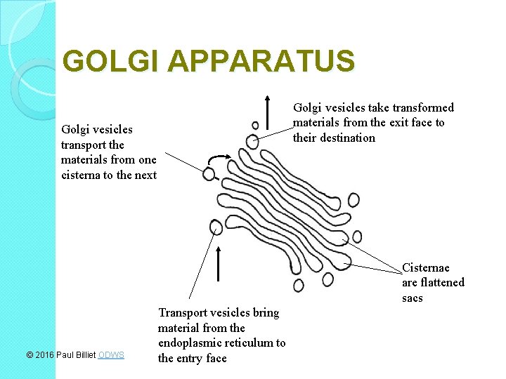 GOLGI APPARATUS Golgi vesicles take transformed materials from the exit face to their destination