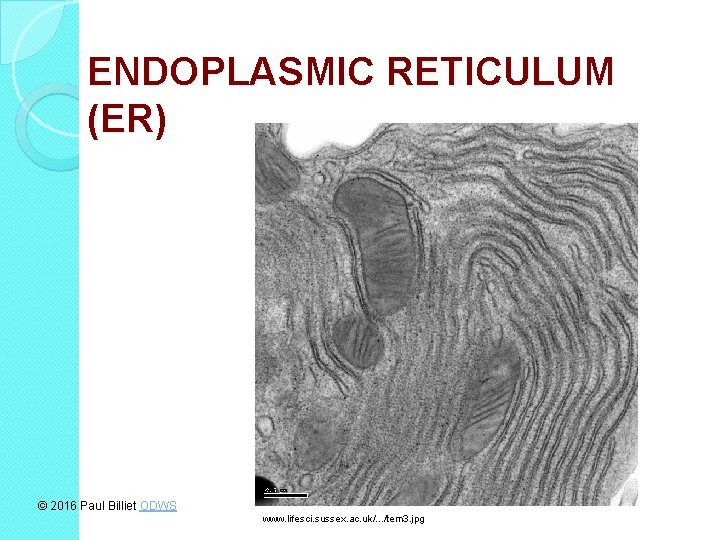 ENDOPLASMIC RETICULUM (ER) © 2016 Paul Billiet ODWS www. lifesci. sussex. ac. uk/. .