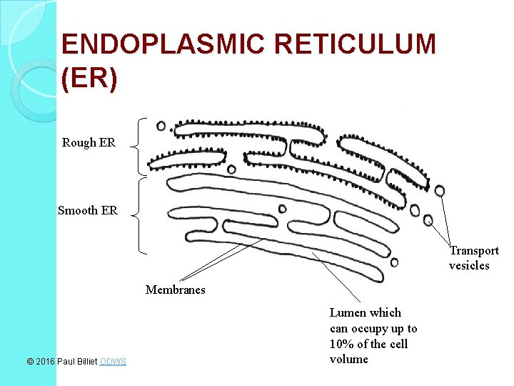 ENDOPLASMIC RETICULUM (ER) Rough ER Smooth ER Transport vesicles Membranes © 2016 Paul Billiet