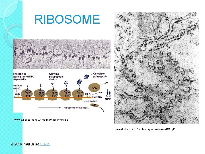 RIBOSOME www. palaeos. com/. . . /Images/Ribosome. jpg www. kcl. ac. uk/. . .