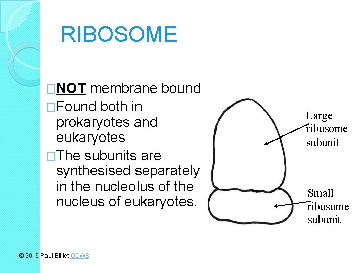 RIBOSOME �NOT membrane bound �Found both in prokaryotes and eukaryotes �The subunits are synthesised