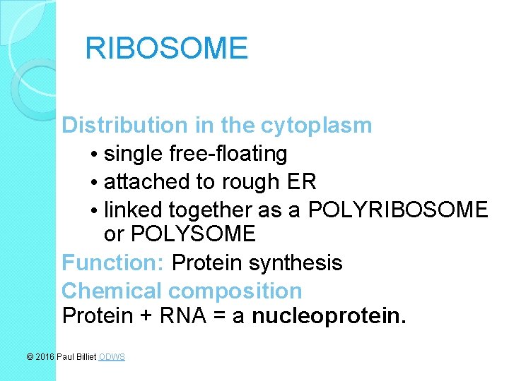 RIBOSOME Distribution in the cytoplasm • single free-floating • attached to rough ER •
