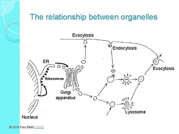 The relationship between organelles Exocytosis Endocytosis ER Exocytosis Ribosomes Golgi apparatus Lysosome Nucleus ©