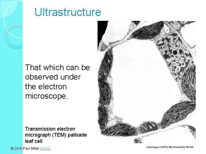 Ultrastructure That which can be observed under the electron microscope. Transmission electron micrograph (TEM)