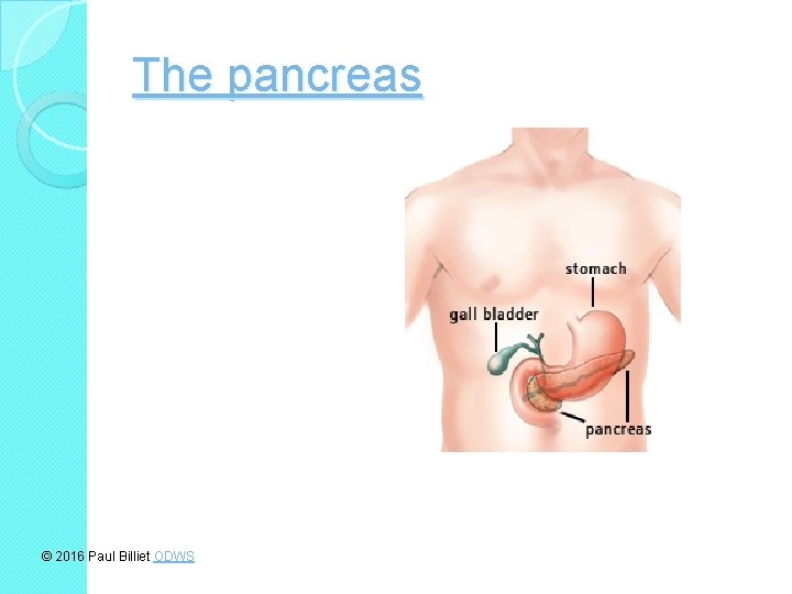 The pancreas © 2016 Paul Billiet ODWS 