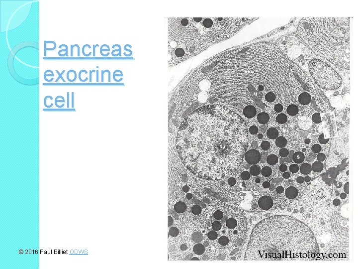 Pancreas exocrine cell © 2016 Paul Billiet ODWS 