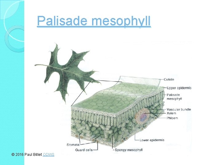 Palisade mesophyll © 2016 Paul Billiet ODWS 