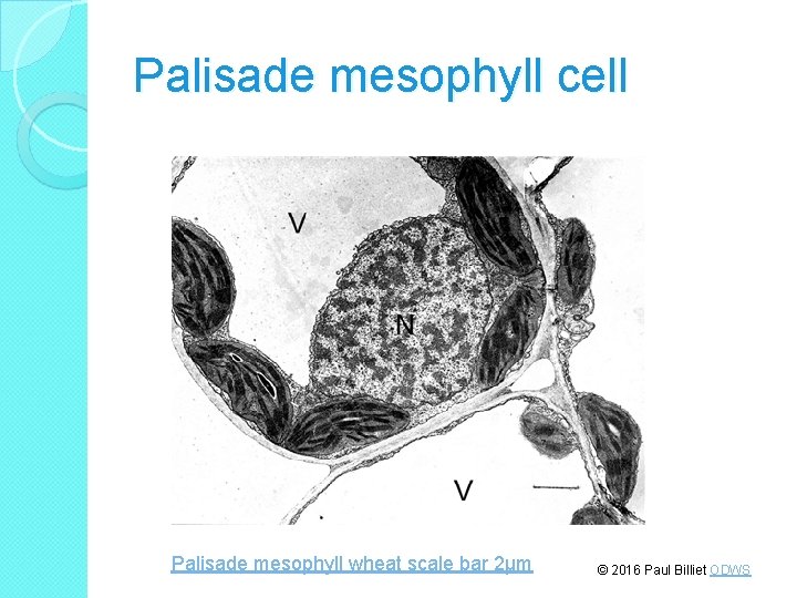 Palisade mesophyll cell Palisade mesophyll wheat scale bar 2μm © 2016 Paul Billiet ODWS
