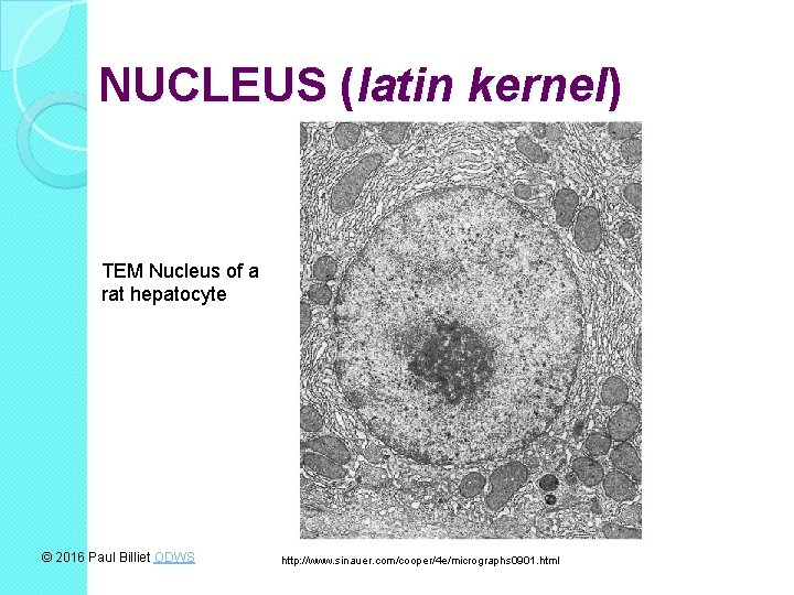 NUCLEUS (latin kernel) TEM Nucleus of a rat hepatocyte © 2016 Paul Billiet ODWS