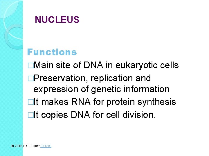 NUCLEUS Functions �Main site of DNA in eukaryotic cells �Preservation, replication and expression of