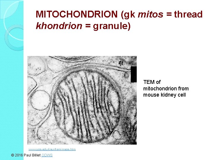 MITOCHONDRION (gk mitos = thread khondrion = granule) TEM of mitochondrion from mouse kidney