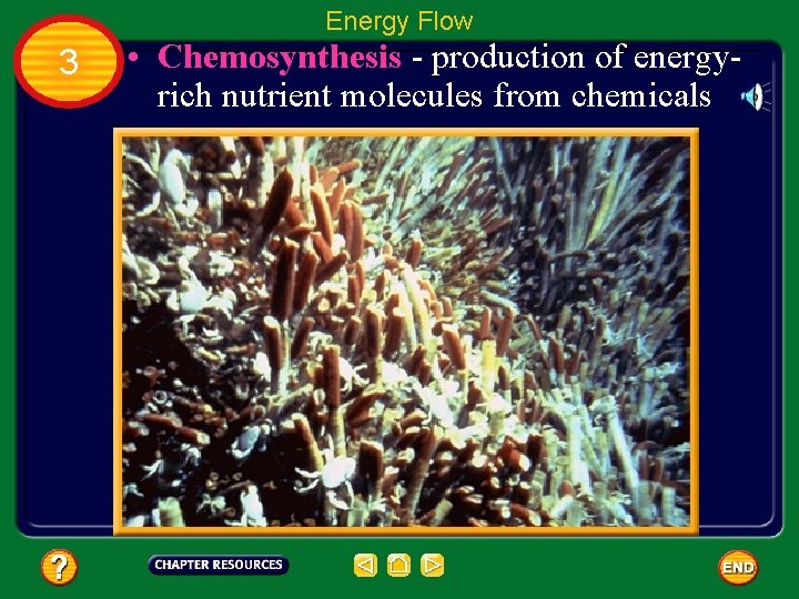 Energy Flow 3 • Chemosynthesis - production of energyrich nutrient molecules from chemicals 
