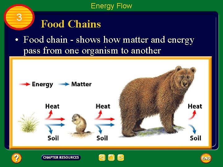 Energy Flow 3 Food Chains • Food chain - shows how matter and energy