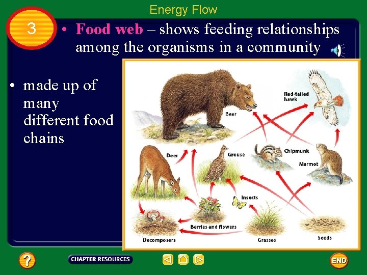 Energy Flow 3 • Food web – shows feeding relationships among the organisms in