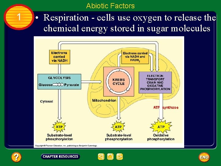 Abiotic Factors 1 • Respiration - cells use oxygen to release the chemical energy