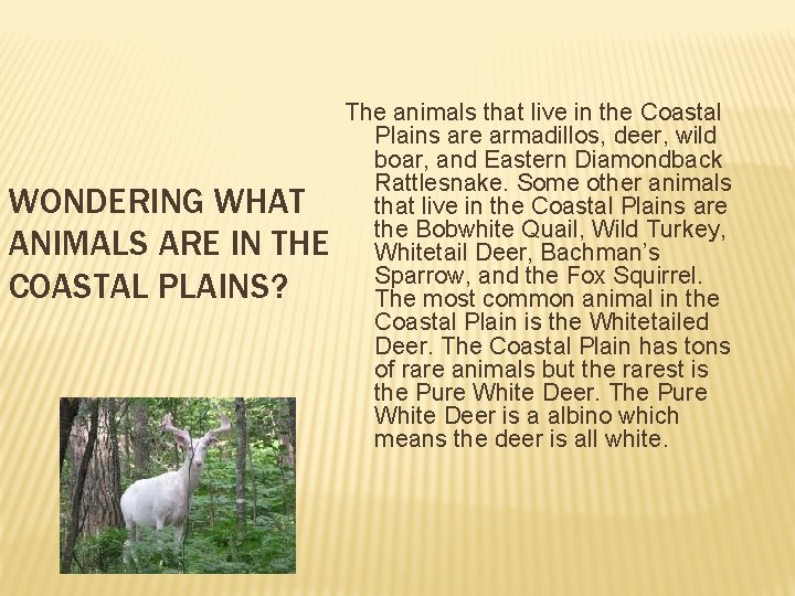 WONDERING WHAT ANIMALS ARE IN THE COASTAL PLAINS? The animals that live in the