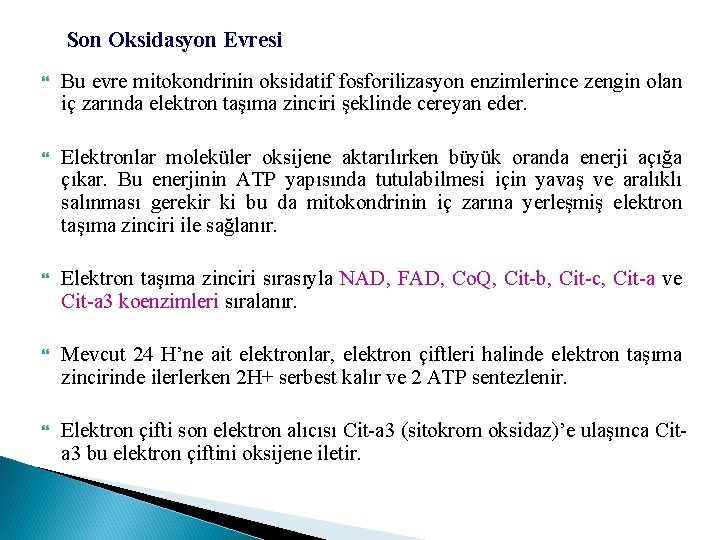 Son Oksidasyon Evresi Bu evre mitokondrinin oksidatif fosforilizasyon enzimlerince zengin olan iç zarında elektron