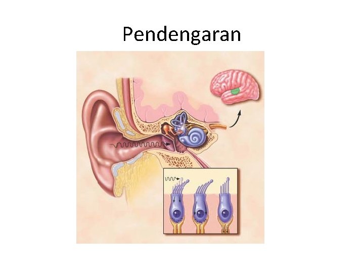 Pendengaran 