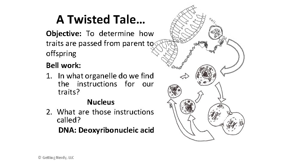 A Twisted Tale… Objective: To determine how traits are passed from parent to offspring