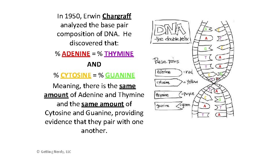 In 1950, Erwin Chargraff analyzed the base pair composition of DNA. He discovered that: