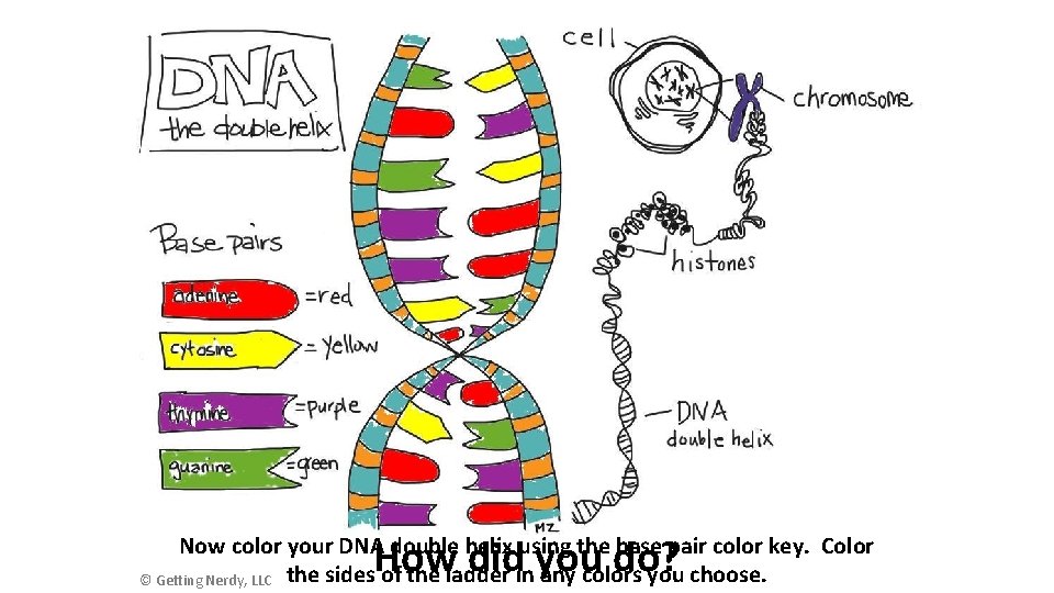 How did you do? Now color your DNA double helix using the base pair