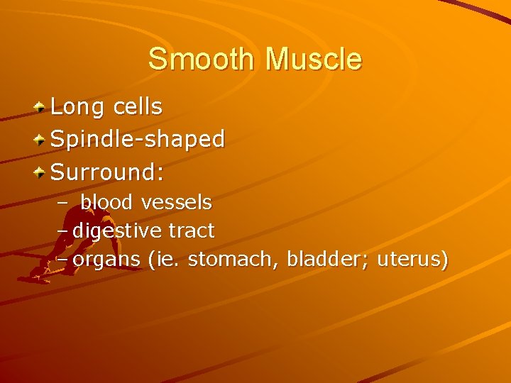 Smooth Muscle Long cells Spindle-shaped Surround: – blood vessels – digestive tract – organs