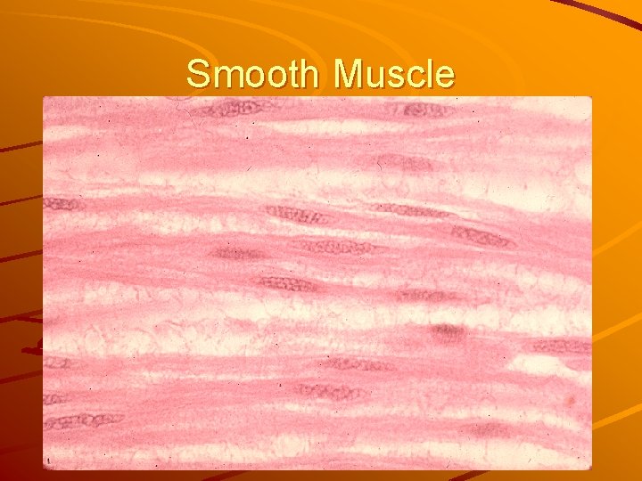 Smooth Muscle 
