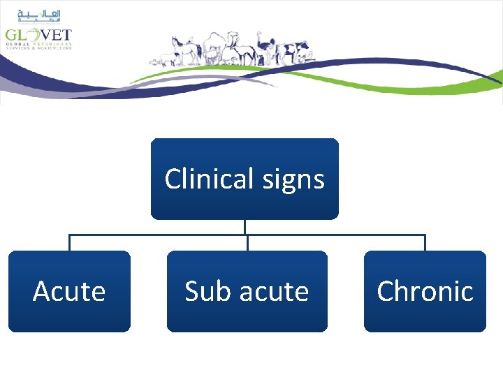 Clinical signs Acute Sub acute Chronic 