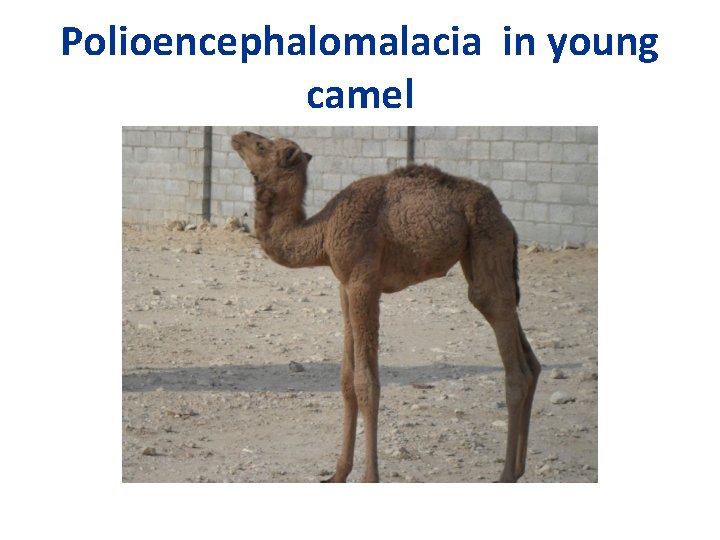 Polioencephalomalacia in young camel 