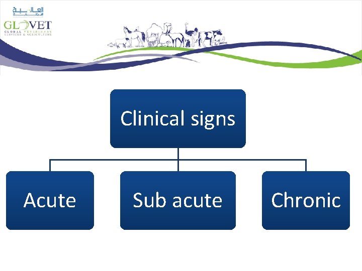 Clinical signs Acute Sub acute Chronic 