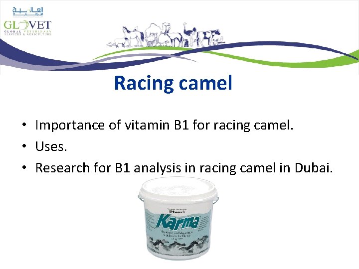 Racing camel • Importance of vitamin B 1 for racing camel. • Uses. •