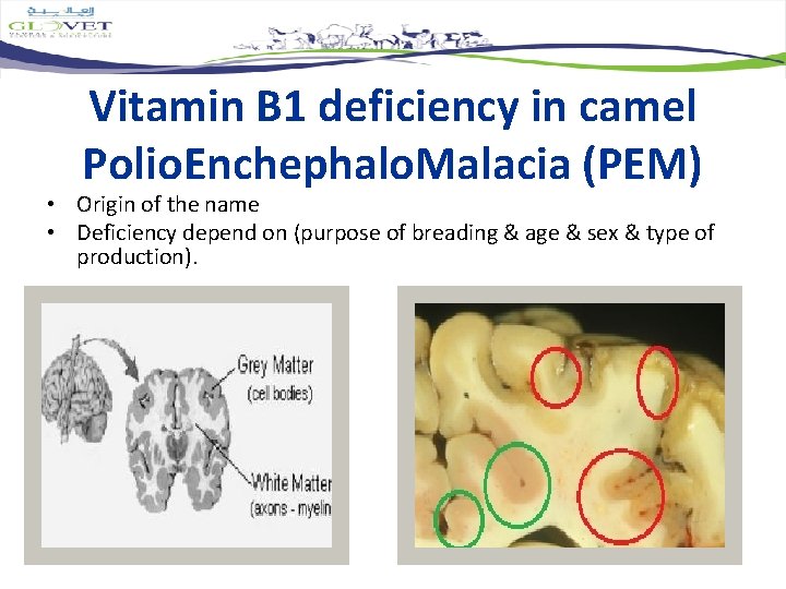 Vitamin B 1 deficiency in camel Polio. Enchephalo. Malacia (PEM) • Origin of the