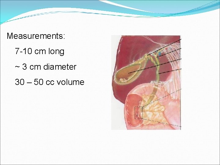  Measurements: 7 -10 cm long ~ 3 cm diameter 30 – 50 cc