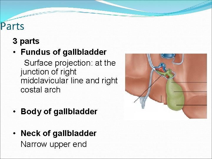 Parts 3 parts • Fundus of gallbladder Surface projection: at the junction of right