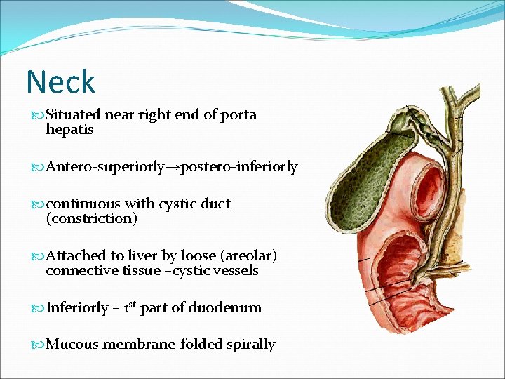 Neck Situated near right end of porta hepatis Antero-superiorly→postero-inferiorly continuous with cystic duct (constriction)