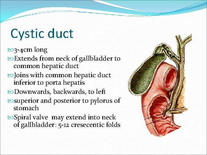 Cystic duct 3 -4 cm long Extends from neck of gallbladder to common hepatic